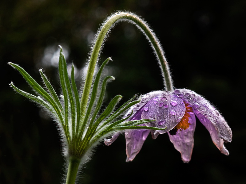 24 Tropfen-Blume-IMG_5277.jpg